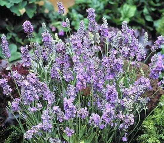 薰衣草有哪些品種，薰衣草品種圖片大全