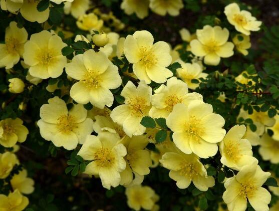 薔薇花的種類，薔薇花最受歡迎八大品種