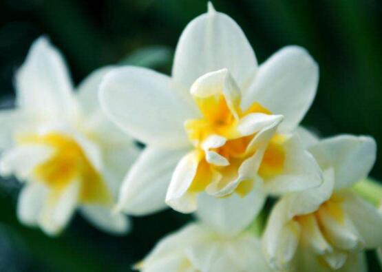 關(guān)于水仙花的知識，老農(nóng)解析五個最全面的概述