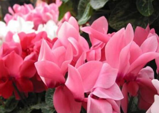 仙客來(lái)的作用有哪些，能夠起到一定的觀賞作用