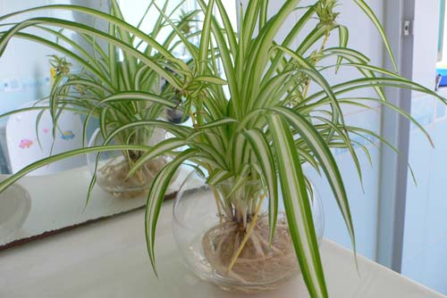 吊蘭水培技術(shù)要點(diǎn)，記住以下五點(diǎn)就夠了