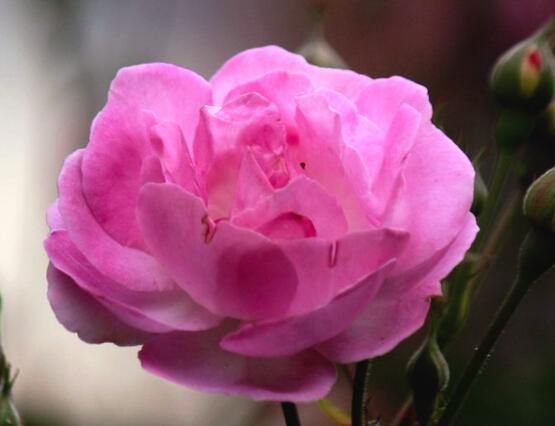 薔薇花怎么澆水，薔薇花澆水方法