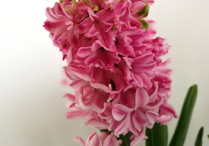 風(fēng)信子花語大全，不同的顏色不同的含義