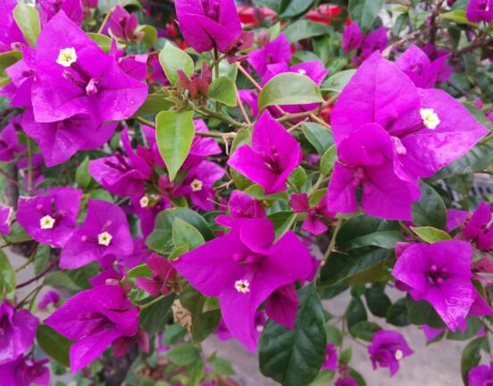 三角梅爛根處理辦法，三角梅七大爛根處理辦法