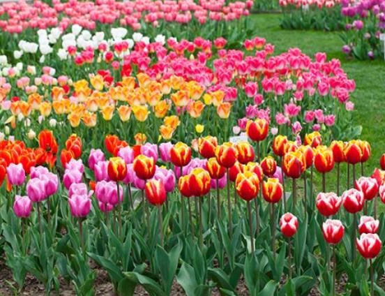 風(fēng)信子的花語，點(diǎn)燃生命之火，永遠(yuǎn)的懷念