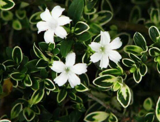 六月雪什么品種好，盤點六月雪最好的三個種類(陰木/金邊/山地)