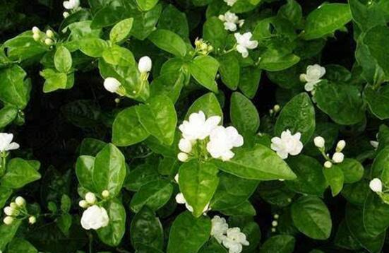 茉莉花有毒嗎，茉莉花可以放在室內(nèi)嗎