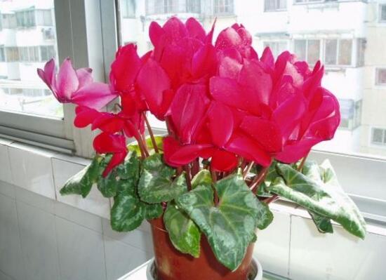 仙客來(lái)盆栽注意什么，盆栽仙客來(lái)養(yǎng)護(hù)方法