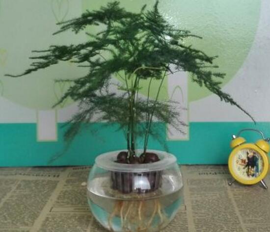 文竹可以水培嗎，文竹水培方法及步驟