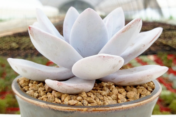 多肉植物雪蓮怎么養(yǎng)，5~25℃的環(huán)境內(nèi)都能存活