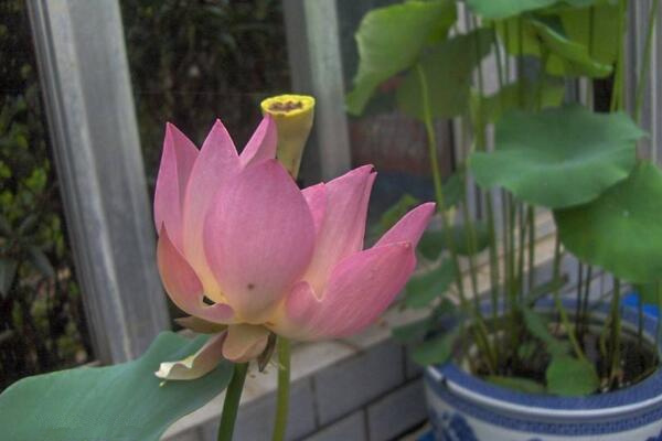 荷花葉子能剪嗎，不建議修剪荷花的葉片