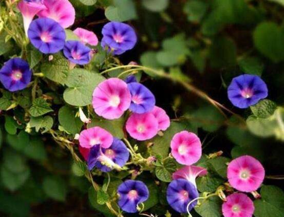 牽?；ǖ脑⒁馐鞘裁?，代表著堅(jiān)固的愛情、渺茫的戀愛