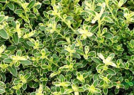 六月雪什么品種好，盤點六月雪最好的三個種類(陰木/金邊/山地)