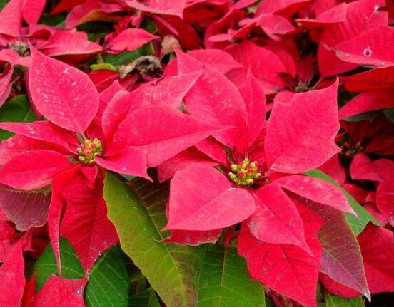 一品紅怎么養(yǎng)，一品紅養(yǎng)殖方法