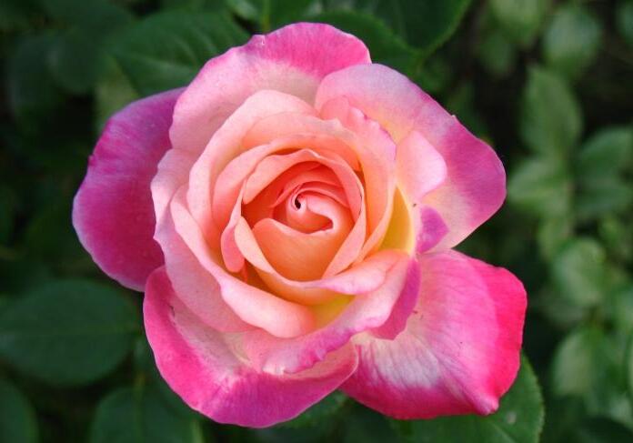 月季花如何壓條繁殖，要進(jìn)行環(huán)剝、培土等4個(gè)步驟才行