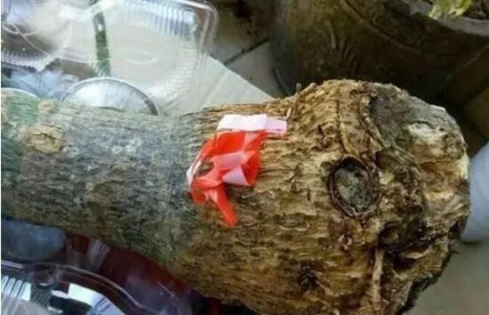 發(fā)財樹能水培嗎，教你快速學會發(fā)財樹水培方法