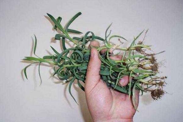 康乃馨的扦插方法，教你五個步驟即可簡單成活