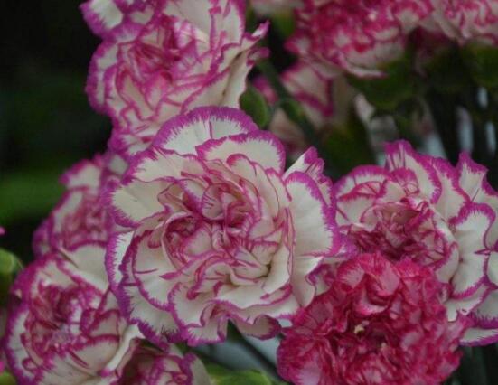 康乃馨送什么人，送母親最為合適(最真摯深愛)