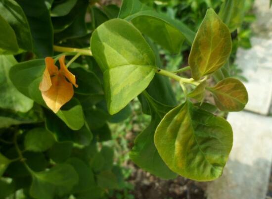 三角梅葉子發(fā)黃的原因，三角梅葉子發(fā)黃脫落怎么辦