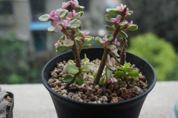 雅樂(lè)之舞怎么養(yǎng)成粉色，掌握以下要點(diǎn)是關(guān)鍵