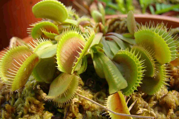 捕蠅草的養(yǎng)殖方法和注意事項(xiàng)，不要人工投喂昆蟲