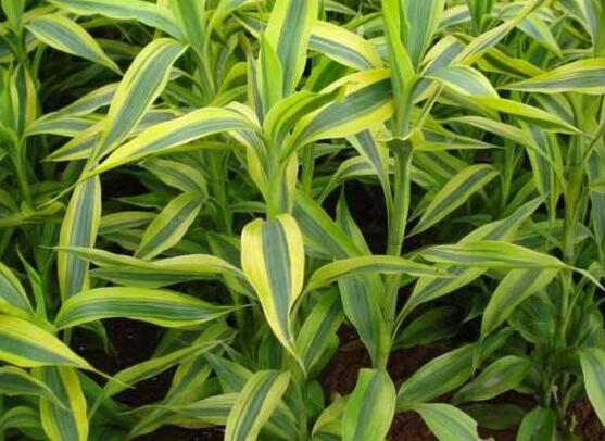 富貴竹放臥室哪里最好，盤點臥室最好的五個擺放位置