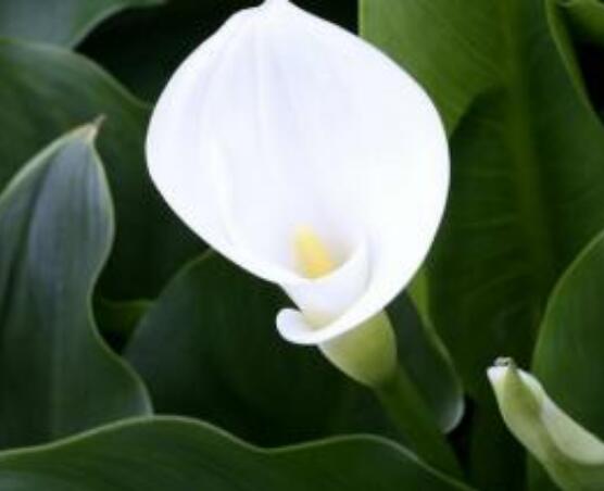 馬蹄蓮的繁殖方法圖解，詳解三種存活率最高常用方法