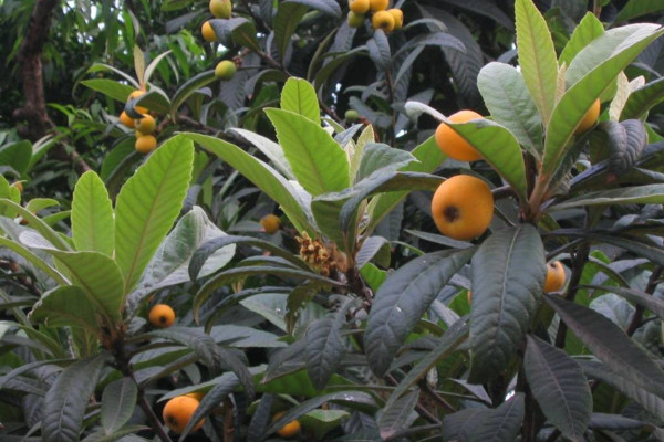 枇杷樹(shù)太高怎么修剪