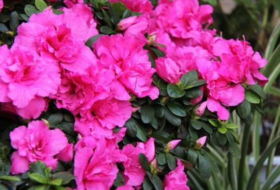 家里為什么不能海棠花，家里養(yǎng)海棠花不吉利