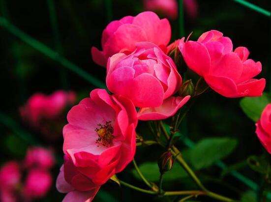 薔薇花怎么澆水，薔薇花澆水方法