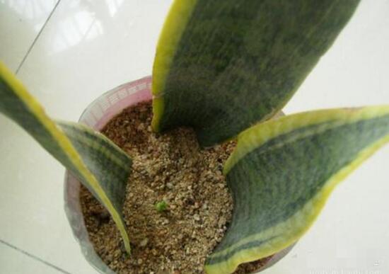 虎皮蘭怎么繁殖，虎皮蘭扦插方法步驟