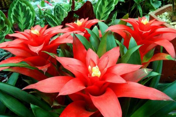 鴻運當(dāng)頭怎么養(yǎng)開花，5個要求必須要做到