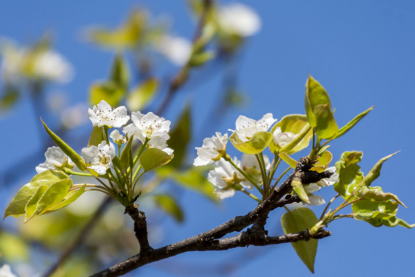 櫻花種子怎么催芽，沙藏法/高溫浸泡/冷藏法