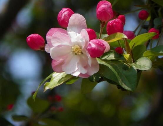 海棠花開寓意，寓意著捷報(bào)壽滿堂、五世同堂