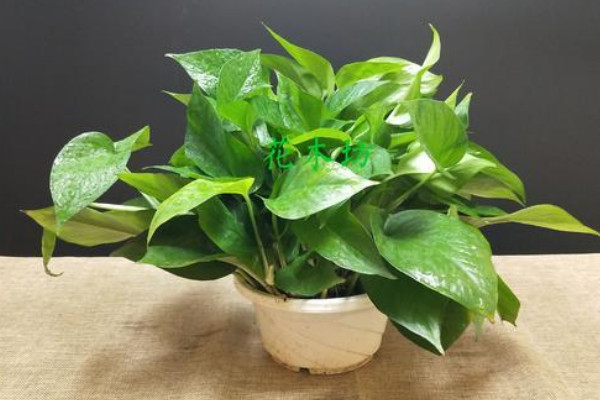 綠蘿的繁殖方法和注意事項(xiàng)，水培或土培扦插