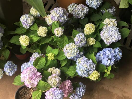 繡球花為什么蔫了，繡球花蔫了怎么辦