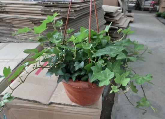 常春藤爛根怎么辦，常春藤爛根的原因及處理方法