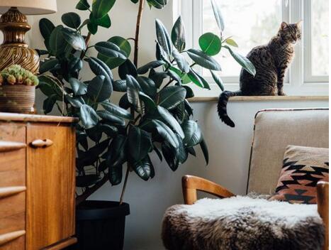 橡皮樹(shù)怎么摘心，手把手教你橡皮樹(shù)的摘心方法