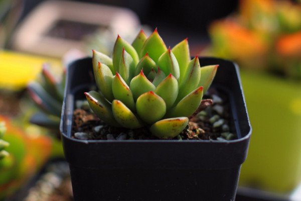 多肉怎么移植，春秋兩季移栽是最合適的