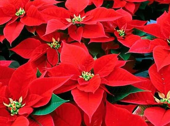 一品紅怎么養(yǎng)，一品紅養(yǎng)殖方法