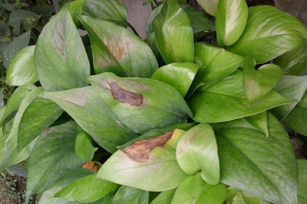 綠蘿葉子發(fā)黑怎么辦，情況嚴(yán)重則修剪后移栽