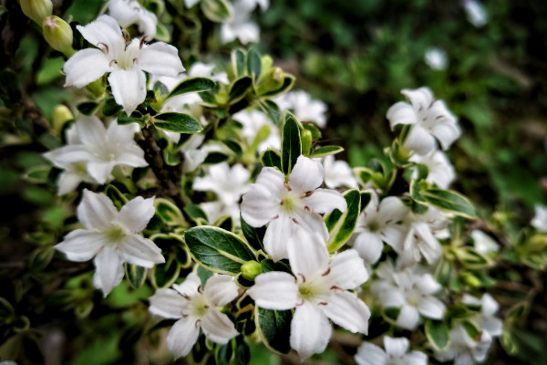 六月雪葉子干枯掉落，澆水不及時(shí)/光照過(guò)強(qiáng)等