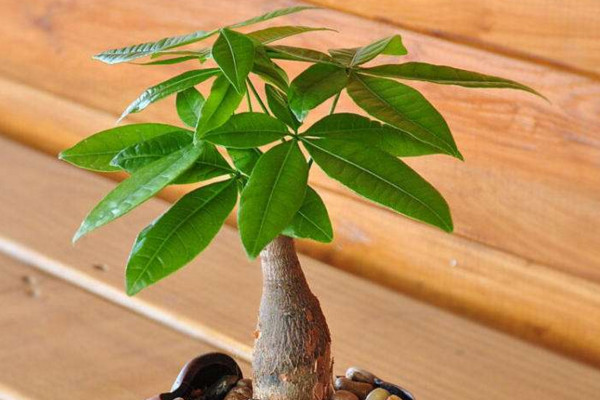 發(fā)財樹怎么澆水