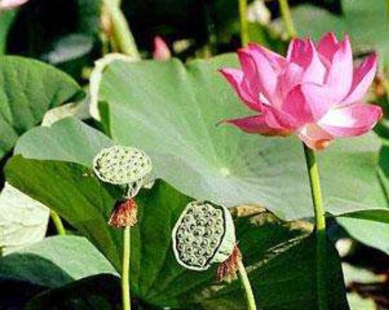 迎賓芙蓉怎么繁殖，盤點最實用的四大繁殖方法