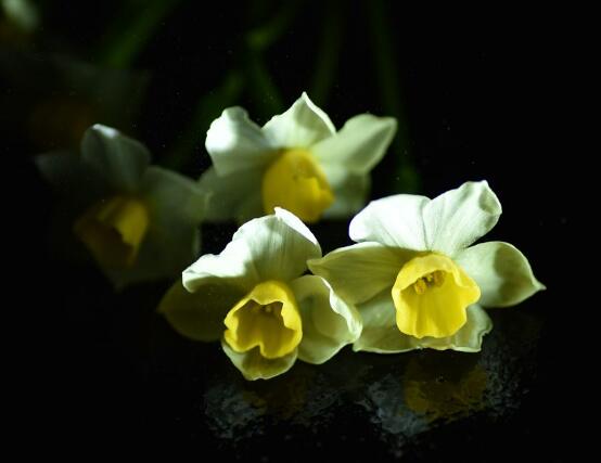 水仙葉子發(fā)黃怎么辦，四種原因以及解決辦法