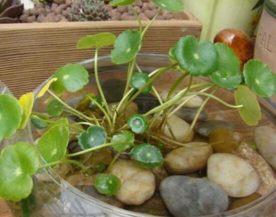 銅錢草水培怎么固定根，，擇一些小花石置于水瓶底部(美觀固定)