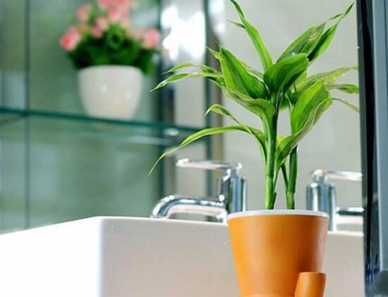 富貴竹葉子發(fā)黃怎么辦，四種原因以及解決辦法