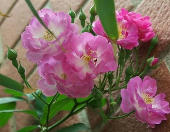 野薔薇花，野薔薇花特點(diǎn)