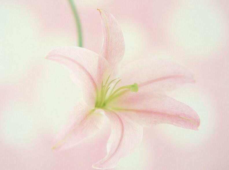 百合花寓意，不同的國家有著不同的寓意