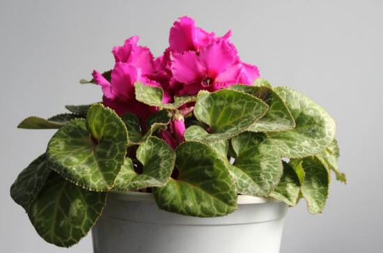 仙客來有哪些品種，仙客來品種圖片大全